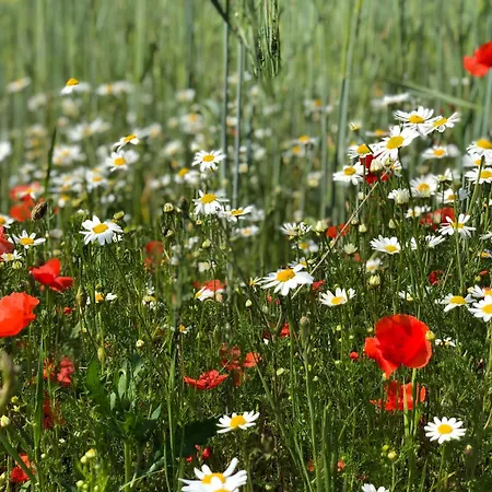 Sonnenblick Apartmán *